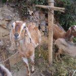 SAMSUNG CAMERA PICTURES